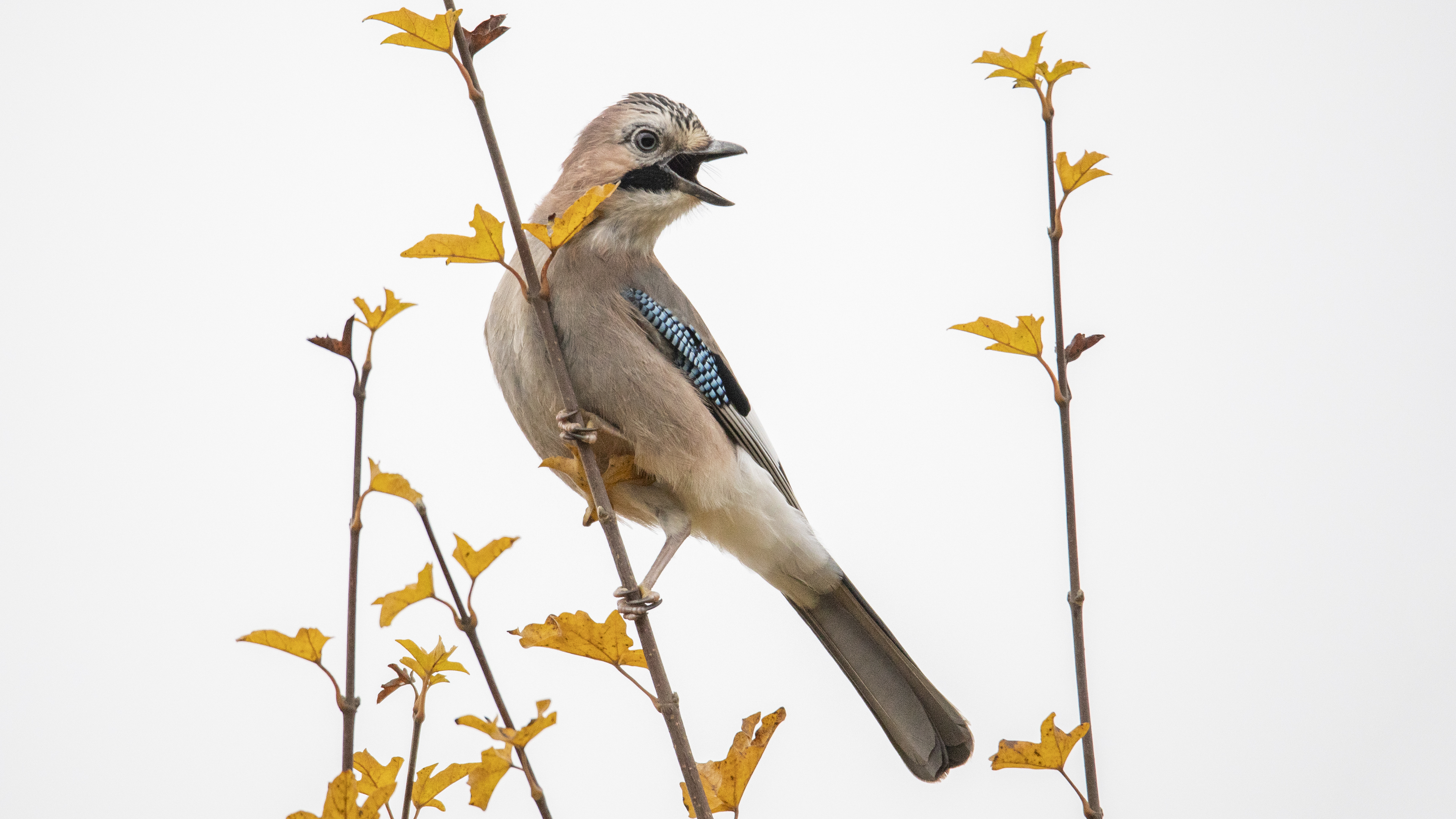 Eurasian Jay